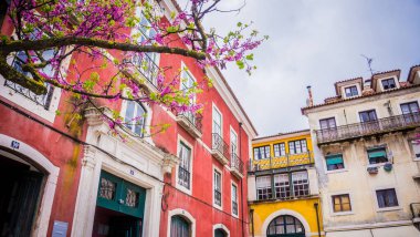LISBON, PORTUGAL - 25 Mart 2017 Lizbon, Portekiz 'de Alfama' nın tipik renkli evleri ve çiçek açan pembe bougainvillea ağaçları. Bahar geldi. Yeşil kapılı sarı ve kırmızı binalar.