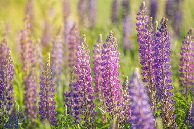 Lupinus or lupin field with purple, blue and pink flowers close-up. Lots of lupines summer floral background with soft focus