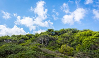 Santa Andrea Ormanı, Salento Adriyatik deniz kıyıları, Apulia, İtalya.