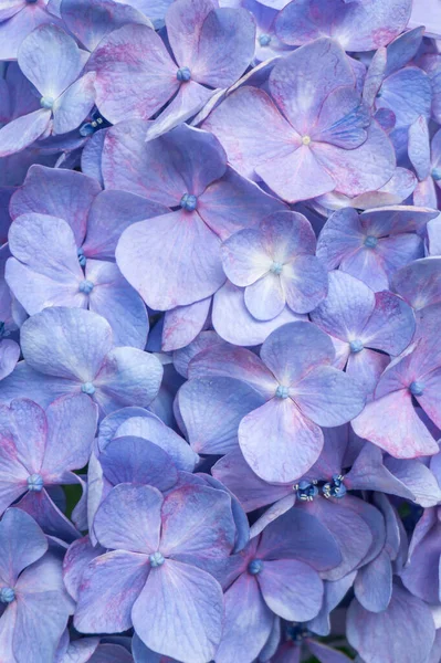 Mor Mavi Hydrangea Hortensia Çiçeği Nin Yakın Çekimi Güzel Çiçek — Stok fotoğraf