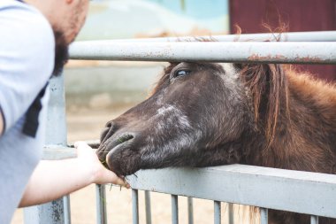 Adam midilliyi çitin içinden besliyor.
