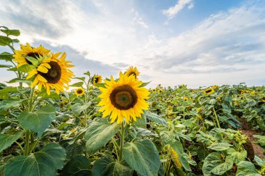Rhossili, Galler, İngiltere 'de ayçiçeği tarlası.