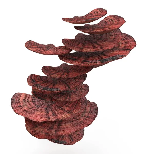 照片逼真 非常详细的天鹅绒真菌3D模型 3D渲染 免版税图库照片