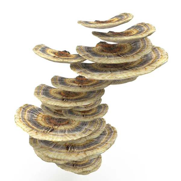 照片逼真 非常详细的天鹅绒真菌3D模型 3D渲染 图库照片