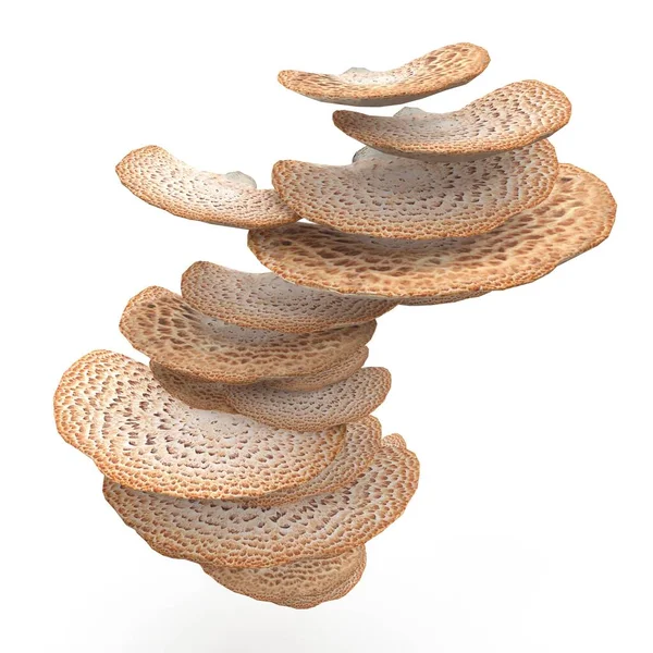 照片逼真 非常详细的天鹅绒真菌3D模型 3D渲染 图库图片