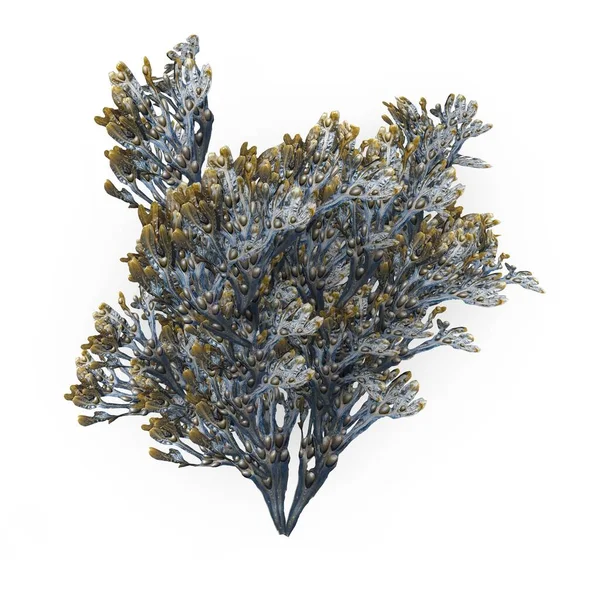 鸡蛋愤怒海藻H1的摄影逼真的高度详细的3D模型 3D渲染 图库图片