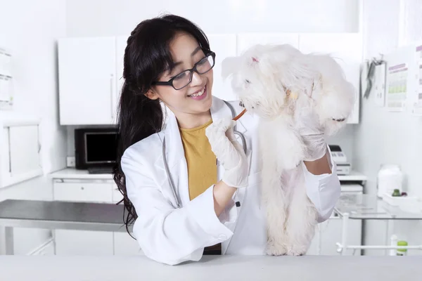 Happy veterinarian with puppy — Stock Photo, Image