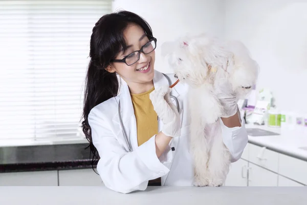 Ветеринар дає собаці перекус — стокове фото
