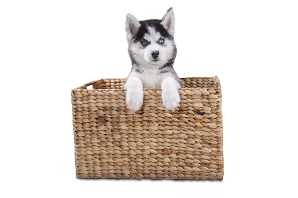 Забавная хаски-собака в деревянной коробке — стоковое фото