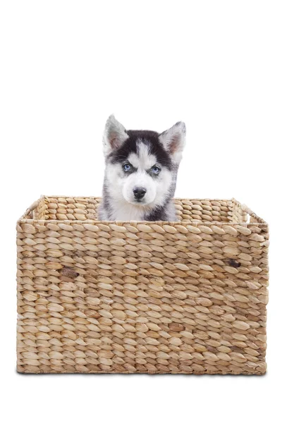 Маленькая хаски-собака внутри коробки — стоковое фото