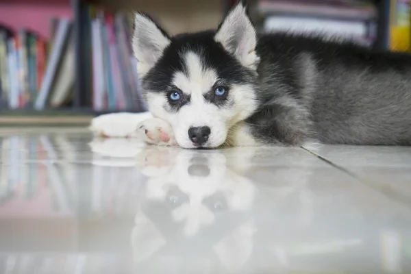 Husky cachorro acostado en el suelo — Foto de Stock