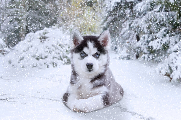 Picture of a little husky dog lying on the snow at winter day and staring on the camera