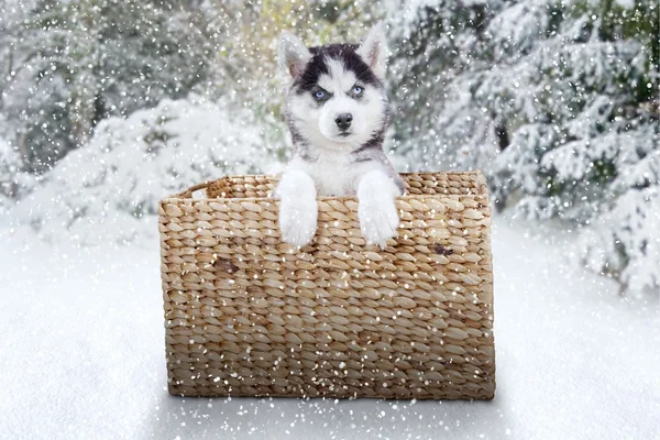 Husky valp i en ruta i snöig dag — Stockfoto