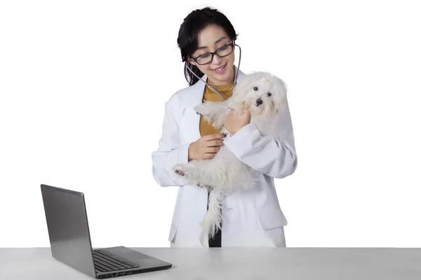 여성 의사 확인 몰타어 강아지 — 스톡 사진