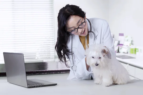 Vétérinaire femelle vérifie la fourrure de chien — Photo