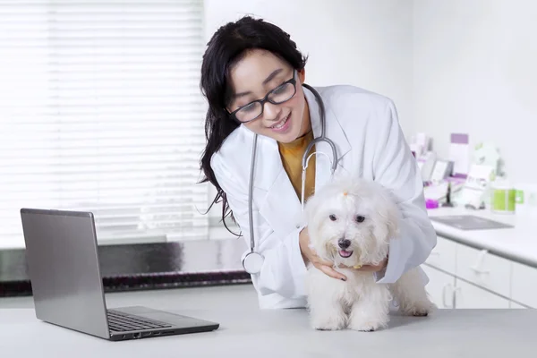 Veterinário verifica a pele do cão maltês — Fotografia de Stock