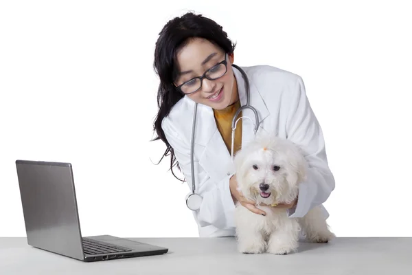Lekarz weterynarii sprawdza sierść psa maltański — Zdjęcie stockowe