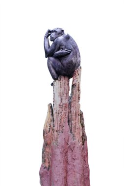 Ağaç izole oturan şempanze