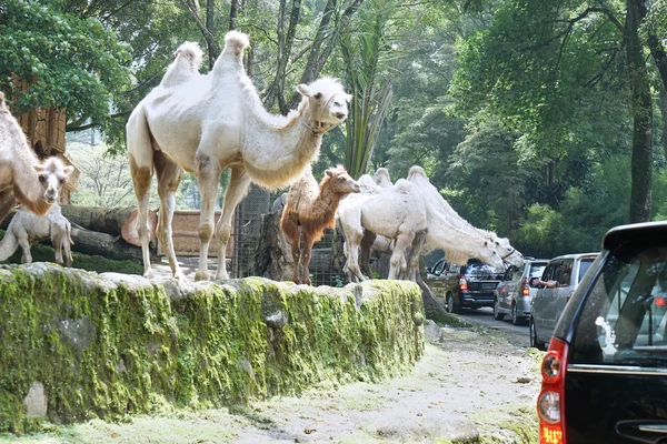 Camellos en el parque Safari — Foto de Stock