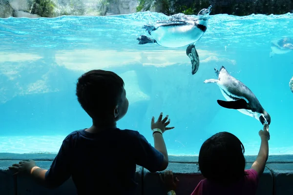 Niños disfrutando viendo pingüinos —  Fotos de Stock