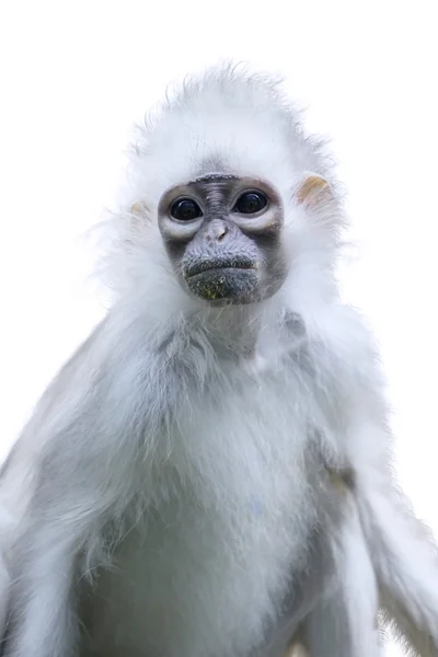 Macaco em perigo com pêlo branco — Fotografia de Stock