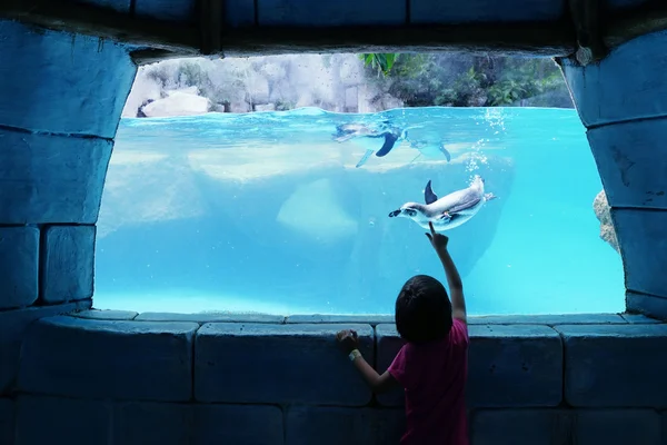 De kijken pinguïn meisje in een aquarium — Stockfoto