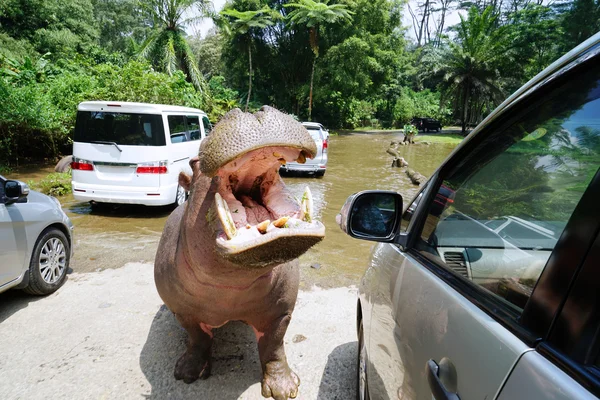 Ippopotamo a bocca aperta allo zoo — Foto Stock