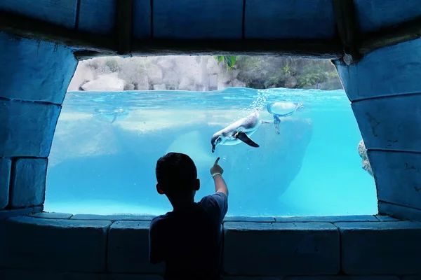 Petit garçon regardant pingouin à l'intérieur de l'aquarium — Photo