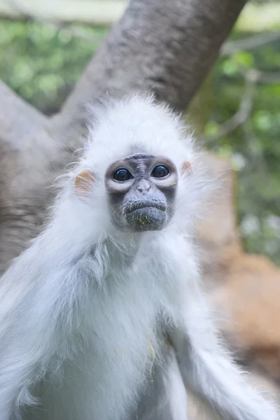 Macaco com pêlo branco no local de conservação — Fotografia de Stock
