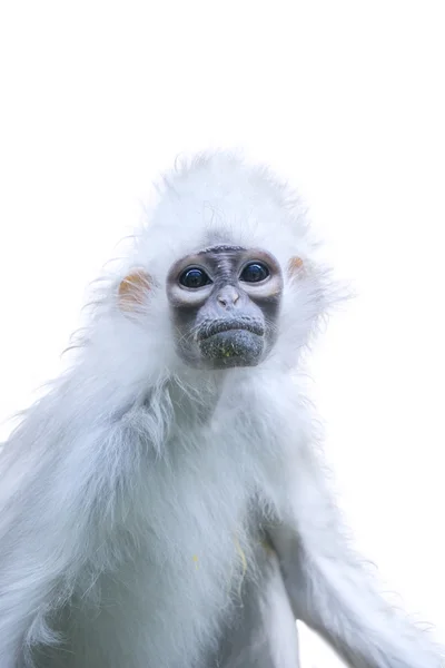 19,594 Fotos de Stock de Macaco Branco Da Cara - Fotos de Stock