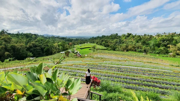 Jeune Femme Jouissant Une Vue Verdoyante Sur Les Terres Agricoles — Photo