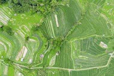 Bali, Endonezya 'da yetiştirilen pirinç bitkilerinin bulunduğu teraslı tarlalara tepeden bakıldığında,