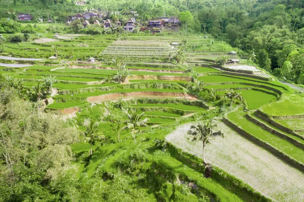 Vue Aérienne Des Rizières Vertes Terrasses Matin Bali Indonésie — Photo