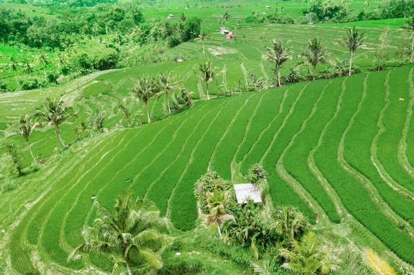 Flygfoto Gröna Risfält Med Terrasserade System Bali Indonesien — Stockfoto