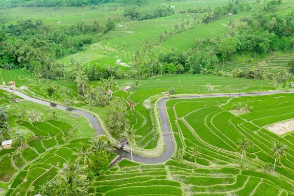 Vue Aérienne Plantes Riz Luxuriantes Avec Rivière Irrigation Des Terres — Photo