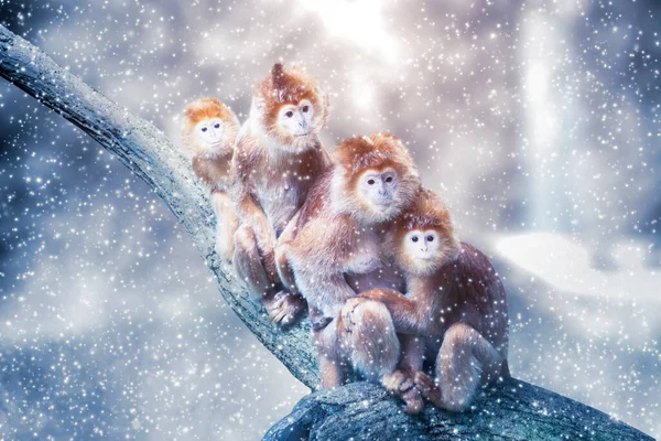 Feche Macacos Nariz Dourados Família Que Abraçam Outro Ramo Árvore — Fotografia de Stock