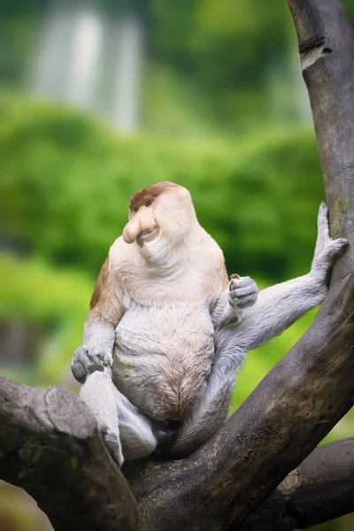 Großaufnahme Eines Rüsselaffen Der Auf Einem Ast Wald Sitzt Schuss — Stockfoto