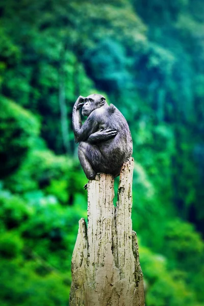 Close Black Chimpanzee Sitting Tree While Looking Surround Forest Shot — Stock Photo, Image