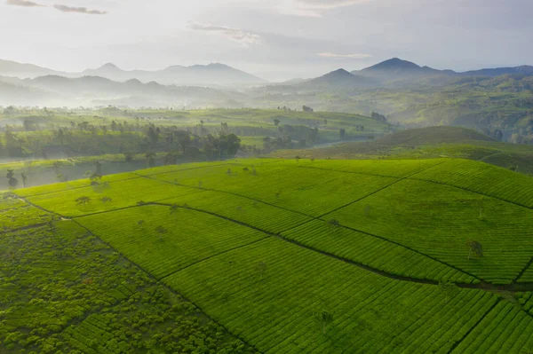 Piękne Krajobrazy Plantacji Zielonej Herbaty Mglistym Tle Góry Wschodzie Słońca — Zdjęcie stockowe