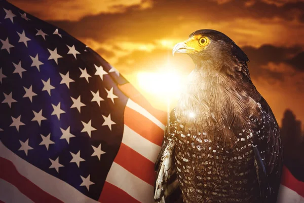 Close Pássaro Águia Com Bandeira Americana Nascer Sol Tempo Céu — Fotografia de Stock