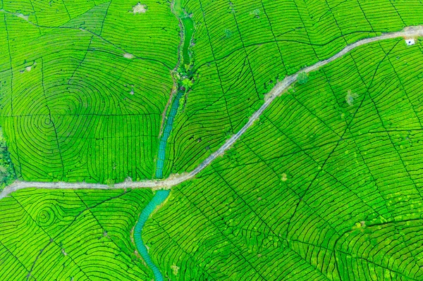 Beautiful scenery of growing tea plantation at morning time in Bandung, Indonesia