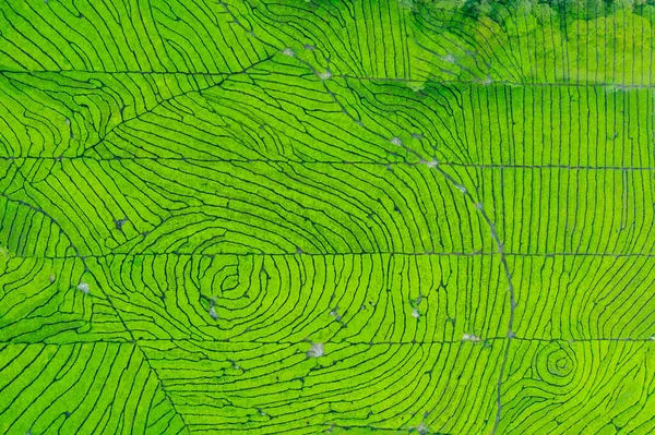 Bandung Endonezya Çember Şeklinde Yeşil Çay Plantasyonunun Aşağı Manzarası — Stok fotoğraf