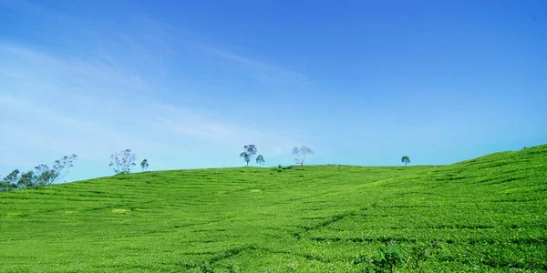 Beautiful Scenery Growing Tea Plantation Blue Sky Bandung Indonesia — Stock Photo, Image