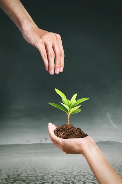 God Hand Saving Plant Seed Human Hands Dry Soil Background — Fotografia de Stock