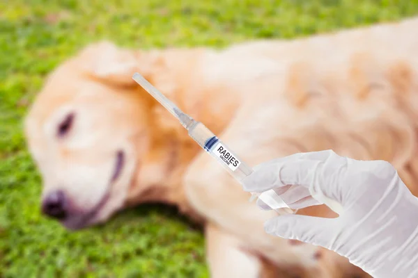 Закрыть Ветеринарные Руки Держащие Шприц Вакциной Бешенства Фоне Больной Собаки — стоковое фото