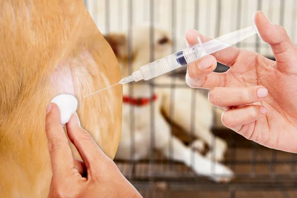 Close Veterinarian Hands Injecting Rabies Vaccine Dog Caged Dog Background — Stock fotografie