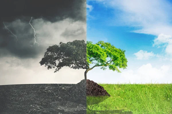 Uitzicht Boom Met Half Groen Veld Half Stormachtige Lucht Opwarmingsconcept — Stockfoto