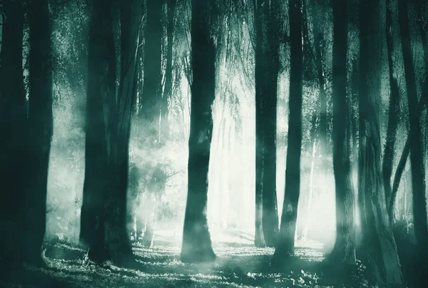 Concept Horreur Halloween Image Une Forêt Effrayante Avec Une Épaisse — Photo