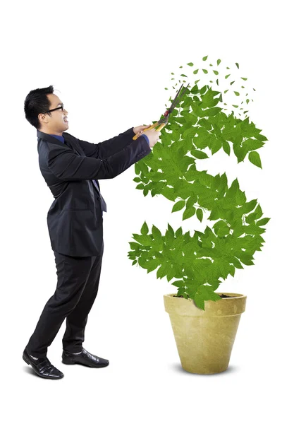Männlicher Unternehmer verwaltet den Geldbaum — Stockfoto