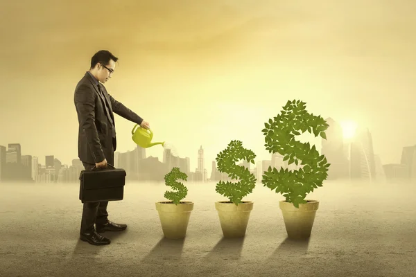 Person watering money tree outdoors — Stock Image Person watering money tree outdoors Royalty Free Stock Images